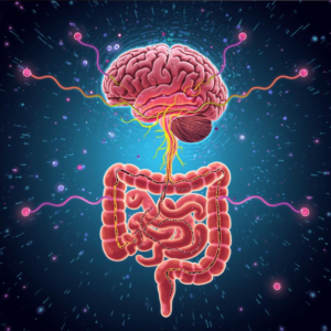 Illustration de l'axe intestin-cerveau montrant la communication bidirectionnelle
entre le système digestif et le brouillard mental
