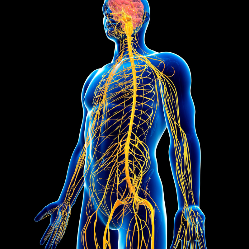 Illustration du système nerveux autonome chez le sportif, levier clé de la récupération en naturopathie du sport