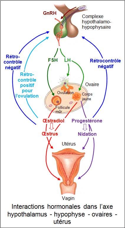 Schéma de l'axe hormonal hypothalamo-hypophyso-ovarien impliqué dans l'aménorrhée sportive