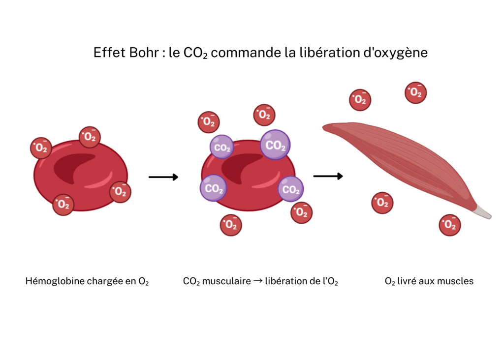 Schéma de l'effet Bohr : le CO₂ musculaire provoque la libération d'oxygène par l'hémoglobine vers les fibres musculaires
