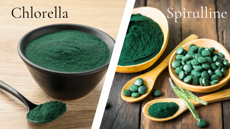 Difference chlorelle spiruline paroi cellulaire fibreuse