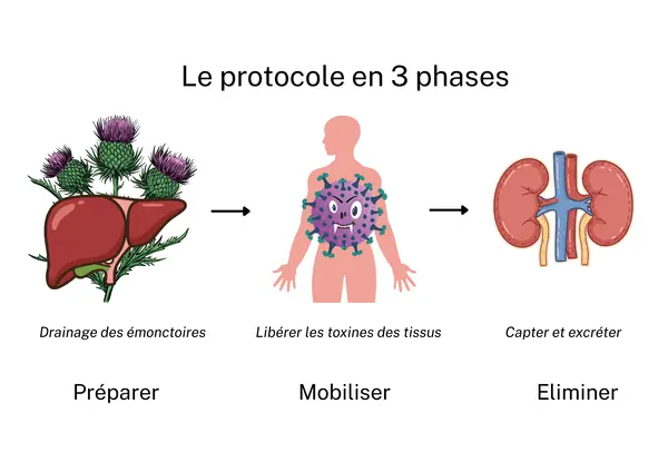 Methode par paliers detox metaux lourds naturopathie